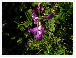 Astralagus alpinus arcticus * Arctic-Alpine Milk Vetch - Kebnekaise - July 2007 * 3680 x 2760 * (3.03MB)